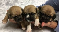 Stunning Chunky Puggle Puppies