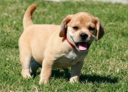 Nice and Healthy PUGGLE Puppies Available