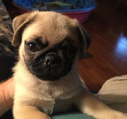 Beautiful 3/4 Pugs, Ready This Weekend