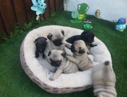 Fabulous Pug Puppies
