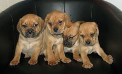 Quality Puggle Puppies Ready Now