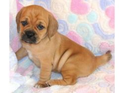 Cute and sociable Puggle puppies