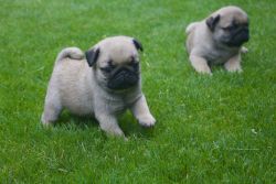 Gorgeous Pug puppies for sale (xxx)-xxx-xxxx