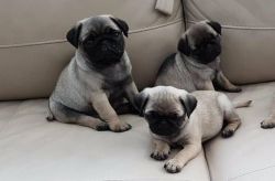 Pug puppies for sale to good home best price Text xxx-xxx-xxxx