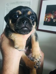 Two puggle puppies for sale (9 weeks)