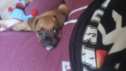 Puggle in Need of Good Home