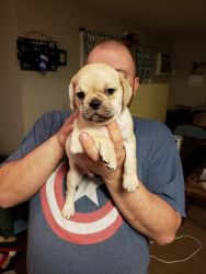 Puggle Puppy for Sale