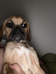 7 month old puggle for sell