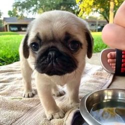 Healthy pug puppies for sale
