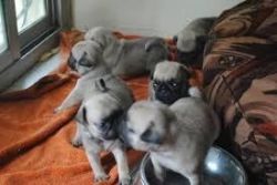 Outstanding Fawn Pug Puppies Now Available