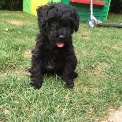 White And Black Puli Boys For Sale