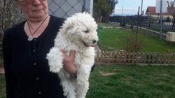 White And Black Puli Boys For Sale With Pedigree