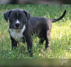 Purebred Pitbull boy and girl Available