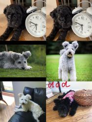PUMI PUPPIES( THEY WOULD TURN SILVER GRAY) FOR SALE