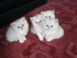 Persian Chinchilla Male Kittens