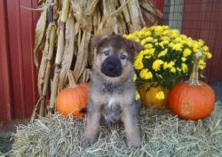 Akc Registered German Shepherd Puppies
