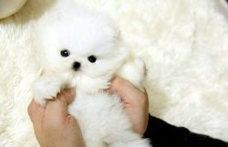 Teacup Pomeranian Puppy Available (xxx) xxx-xxx7