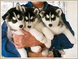 Husky Puppies Available Call (xxx) xxx-xxx2