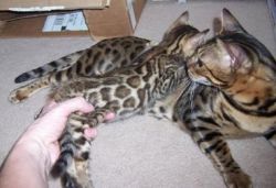 bengal kittens looking for a new home for xmas