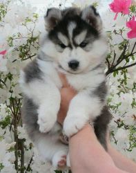 Cute. And nice Siberian husky puppies
