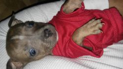 Pitbull puppies beutiful Heisel eyes and blue pure