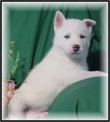 adorable siberian husky for adoption