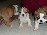 English Bulldog Puppies(xxx) xxx-xxx6