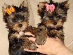 Valentine Yorkshire Terrier puppies for you