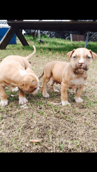 American Pitbull Terrier Puppies - 13 Week Old