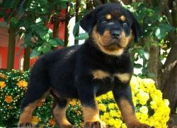 Rottweiler Puppies For Sale. Text (xxx) xxx-xxx0