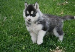 Beautiful Siberian Husky Puppies.(xxx) xxx-xxx1