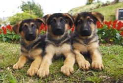 cute labrador puppies for sale