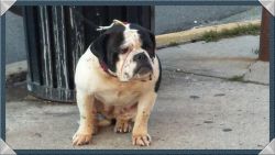 Available Olde English Bulldogge In New Jersey