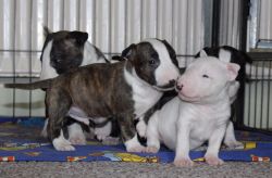 Miniature Bull Terrier puppies a new home