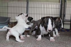 Miniature Bull Terrier Puppies For Health Breeding