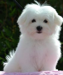 Christmas Maltese Puppies for adoption!!