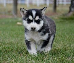 Quality Syberian Husky puppies for Adoption