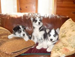 sweet Husky puppies for adoption
