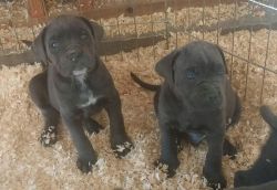 Kane Corso Blue girls pups