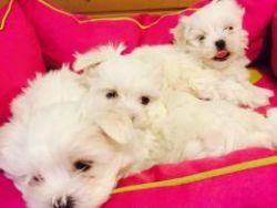 Registered Beautifull Maltese Puppies