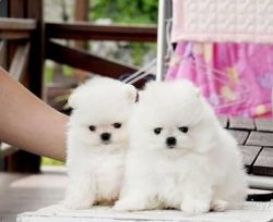 Beautiful T-cup Pomeranian Puppies Avialable