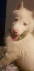 4mnth old purebreed female husky in brooklyn ny