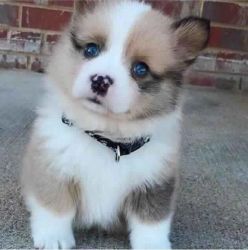 Beautiful Pomsky Puppies For Sale ( Ready Now ).
