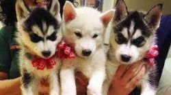 playful lovely siberian husky puppies for adoption