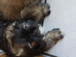Beautiful Shih Tzu-lhasa Apso Puppies For Sale