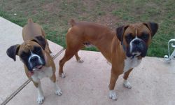 male and female boxers