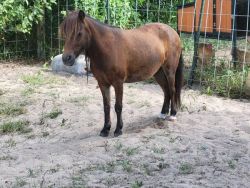 3 yr old Mini mare