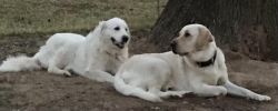 Pyrador - Labrador/Pyrenees puppies