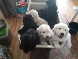 Pyredoodle puppies for sale