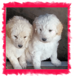 Pyredoodle Pups! Cute and Lovable